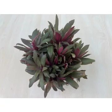 Crassula orbicularis var rosularis