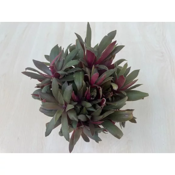 Crassula orbicularis var rosularis