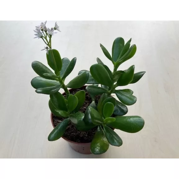 Crassula ovata Crassula ovata