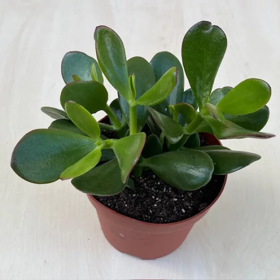 Crassula ovata Crassula ovata