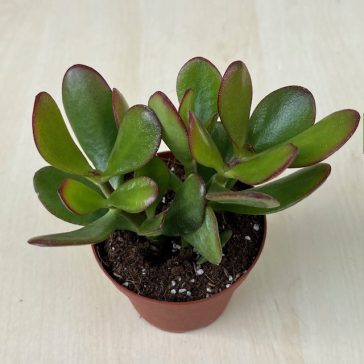 Crassula ovata - 12 cm cserép