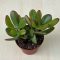 Crassula ovata - 12 cm cserép