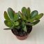 Crassula ovata - 12 cm cserép