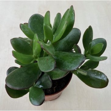 Crassula ovata