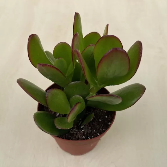 Crassula ovata Crassula ovata