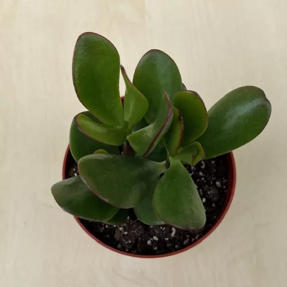 Crassula ovata Crassula ovata