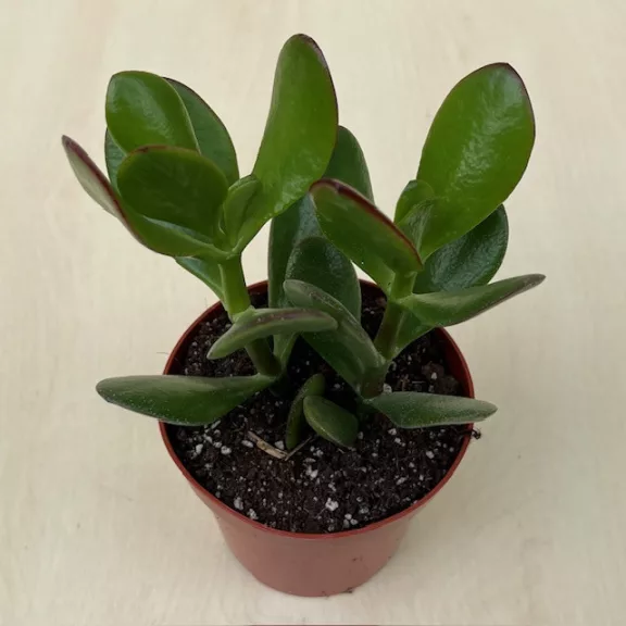 Crassula ovata Crassula ovata