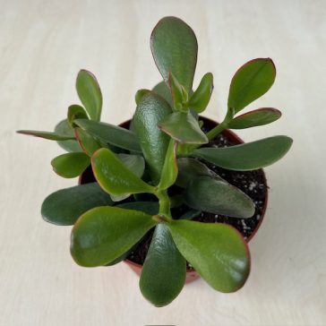 Crassula ovata