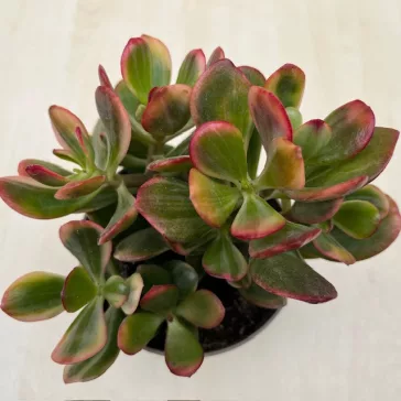 Crassula ovata 'Hummel's Sunset' Variegata 