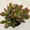 Crassula ovata 'Hummel's Sunset' Variegata 