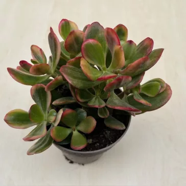 Crassula ovata 'Hummel's Sunset' Variegata 