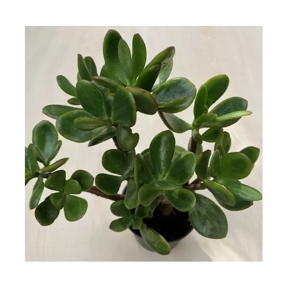 Crassula ovata magas Crassula ovata magas
