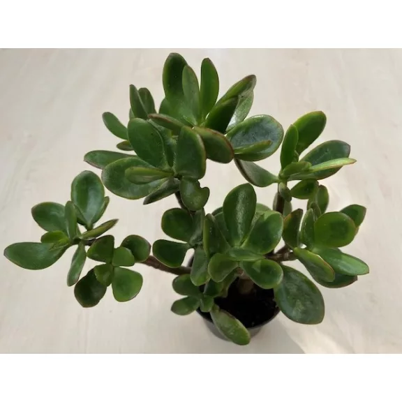 Crassula ovata magas Crassula ovata magas