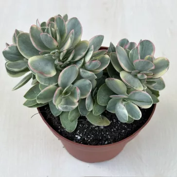 Crassula ovata 'Money maker' variegata