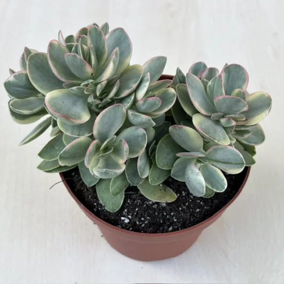 Crassula ovata 'Money maker' variegata Crassula ovata 'Money maker' variegata
