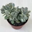 Crassula ovata 'Money maker' variegata