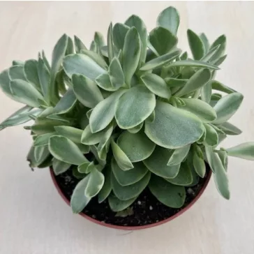 Crassula ovata 'Money maker' variegata
