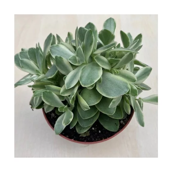 Crassula ovata 'Money maker' variegata Crassula ovata 'Money maker' variegata