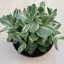Crassula ovata 'Money maker' variegata