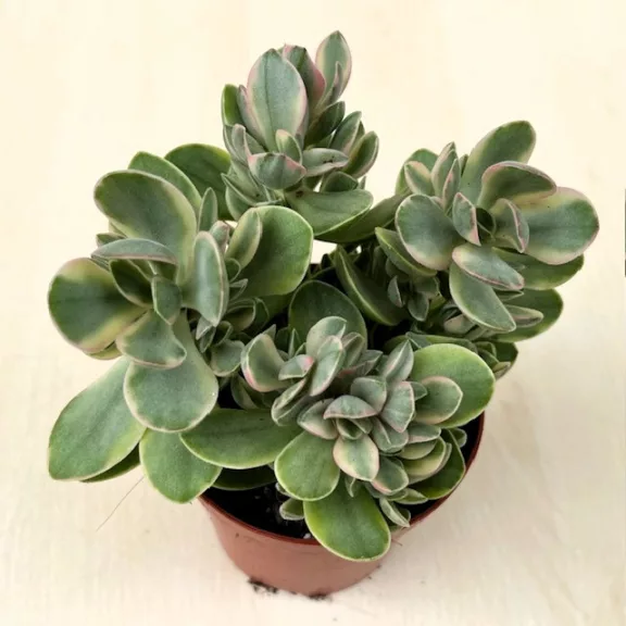 Crassula ovata 'Money maker' variegata Crassula ovata 'Money maker' variegata