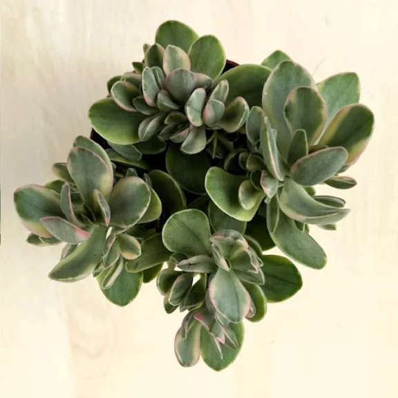 Crassula ovata 'Money maker' variegata Crassula ovata 'Money maker' variegata