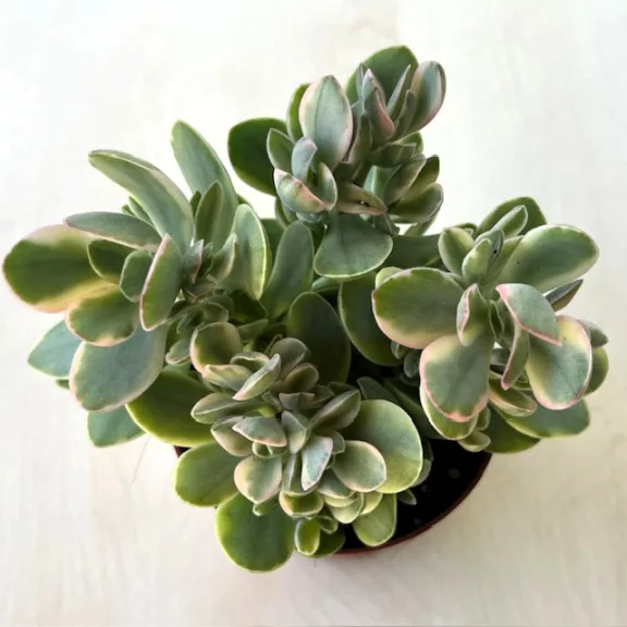 Crassula ovata 'Money maker' variegata Crassula ovata 'Money maker' variegata