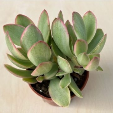Crassula ovata 'Money maker' variegata