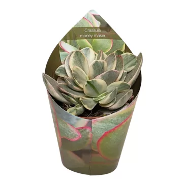 Crassula ovata 'Money maker' variegata