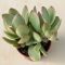 Crassula ovata 'Money maker' variegata