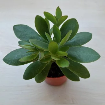 Crassula ovata 'Money maker'