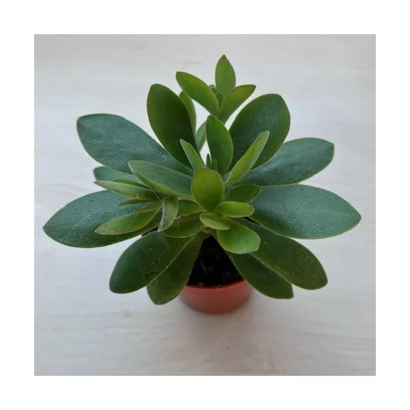 Crassula ovata 'Money maker' Crassula ovata 'Money maker'