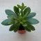 Crassula ovata 'Money maker'