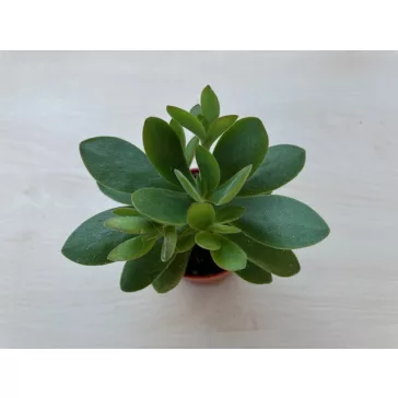 Crassula ovata 'Money maker'
