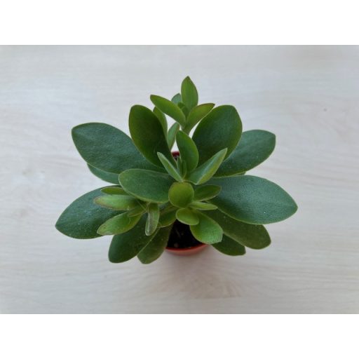 Crassula ovata 'Money maker'