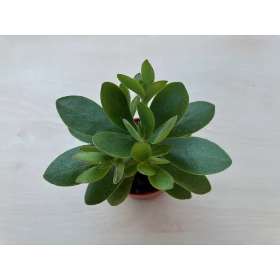 Crassula ovata 'Money maker' Crassula ovata 'Money maker'