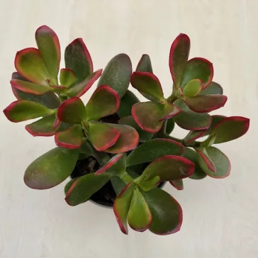 Crassula ovata 