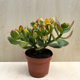 Crassula ovata 'Sunset' 