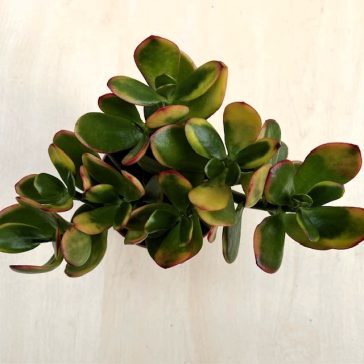 Crassula ovata 'Sunset' 