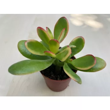 Crassula ovata 'Sunset'