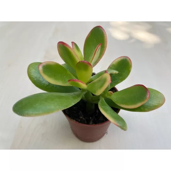 Crassula ovata 'Sunset' Crassula ovata 'Sunset'