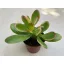 Crassula ovata 'Sunset'