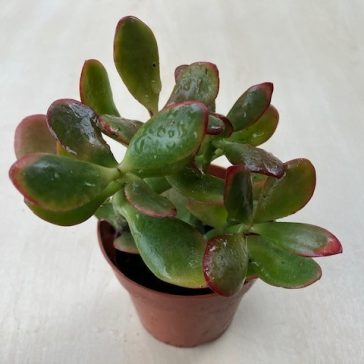 Crassula ovata 'Sunset' 