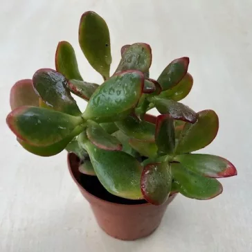 Crassula ovata 'Sunset' 