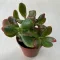 Crassula ovata 'Sunset' 