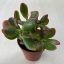 Crassula ovata 'Sunset' 
