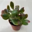Crassula ovata 'Sunset' 