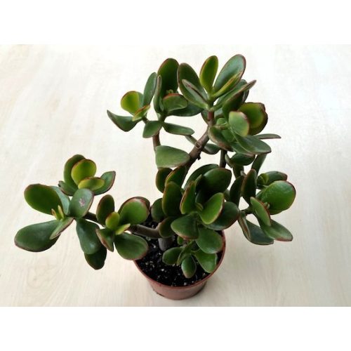 Crassula ovata Sunset