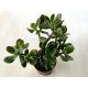 Crassula ovata Sunset