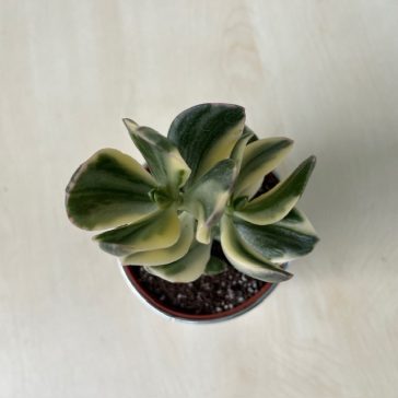 crassula ovata 'Tricolor'