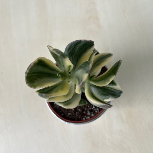 crassula ovata 'Tricolor'